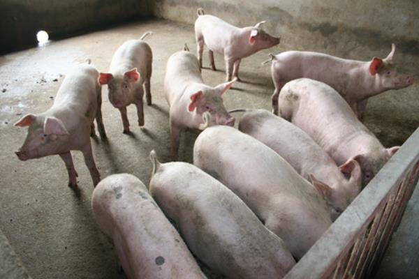 养猪技术与经营管理