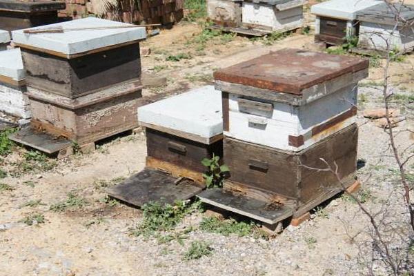 新型蜂箱市场价格多少钱一个 蜂箱用什么吸引蜜蜂