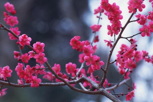 梅花品种大全 梅花象征什么意义