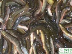 养殖泥鳅细菌性疾病及其防治