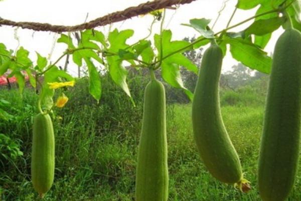 2018种丝瓜赚钱吗？丝瓜种植的利润与投资成本及前景预测