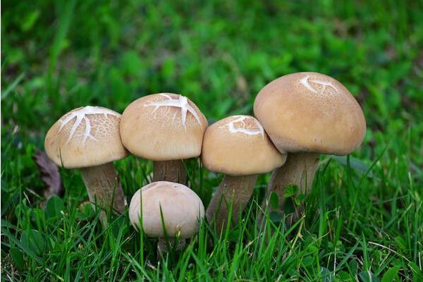 蘑菇图片大全 蘑菇有哪些种类