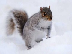 雪地松鼠市场价格多少钱一只,雪地松鼠为什么那