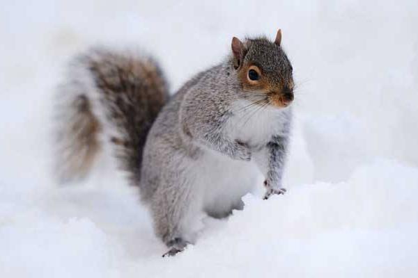 雪地松鼠市场价格多少钱一只 雪地松鼠为什么那么贵