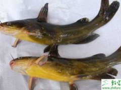 池塘自然繁殖黄颡鱼的技术