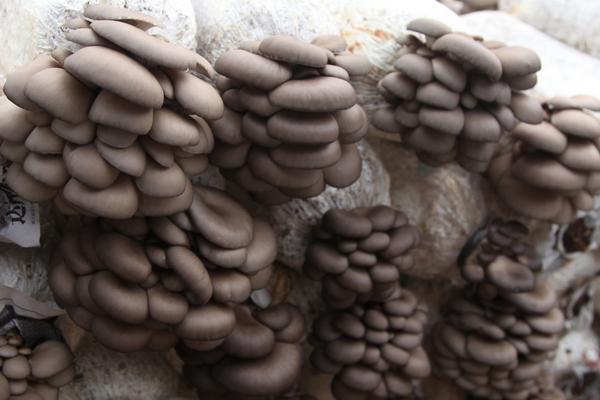 平菇高产种植技术 自己在家怎么种平菇