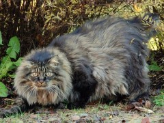 挪威森林猫市场价格多少钱一只,挪威森林猫怎么