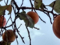 柿子树嫁接时间和方法,附常见养护技巧