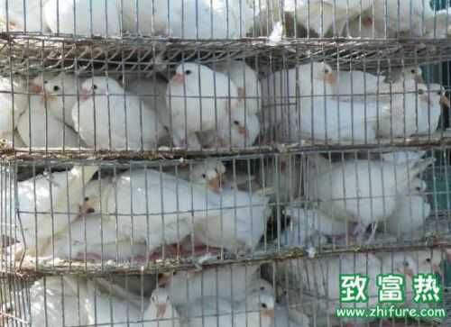 2016养肉鸽<a href=https://www.dadasou.com/news/93887.html target=_blank class=infotextkey>赚钱</a>吗?2016肉鸽<a href=https://www.dadasou.com/ny/yangzhi/ target=_blank class=infotextkey>养殖</a>前景及市场价格<a href=https://www.dadasou.com/hangqing/ target=_blank class=infotextkey>行情</a>分析
