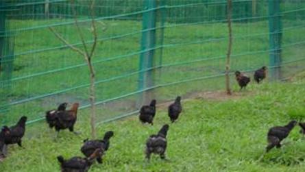 散养鸡网围栏价格多少钱一米 散养鸡用什么围网