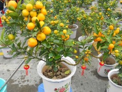金桔树盆栽养殖方法,金桔栽培施什么肥