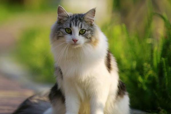挪威森林猫市场价格多少钱一只 挪威森林猫怎么养