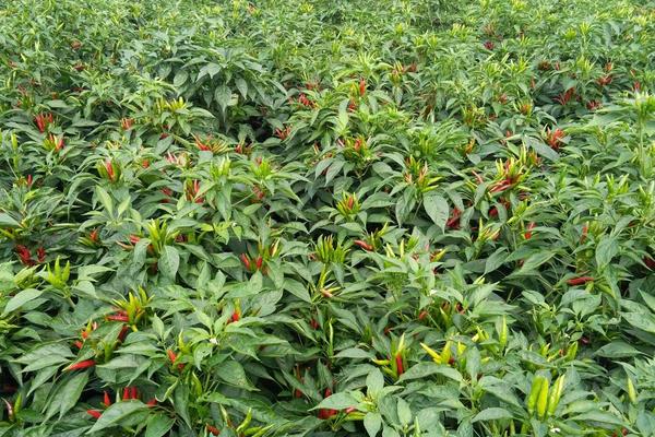 100亩朝天椒的利润多少，附亩产量计算