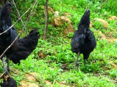 旧院黑鸡如何生态养殖