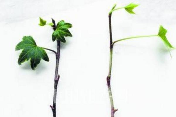 常春藤怎么修剪枝叶 常春藤扦插繁殖方法