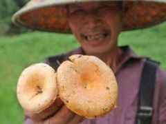 松树菌市场价格多少钱一斤,松树菌什么季节上市