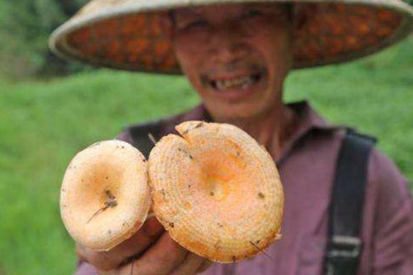 松树菌市场价格多少钱一斤 松树菌什么季节上市