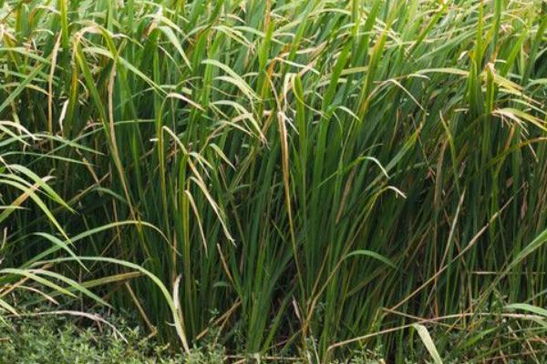 2018种茭白赚钱吗？茭白种植的利润与投资成本及前景预测