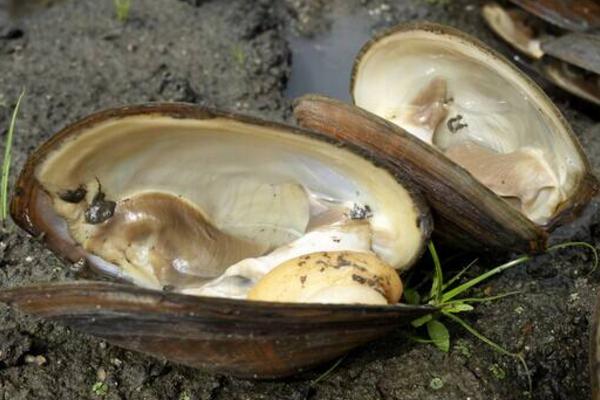 河蚌市场价格多少钱一斤 大河蚌怎么吃
