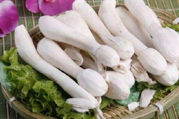 毛头鬼伞菇市场价格多少钱一斤,毛头鬼伞菇什么 - 达达搜