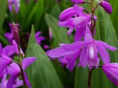 白芨种植技术,白芨种植什么季节种植