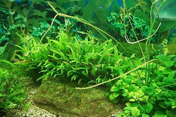鱼缸水草怎么养 什么水草最好养