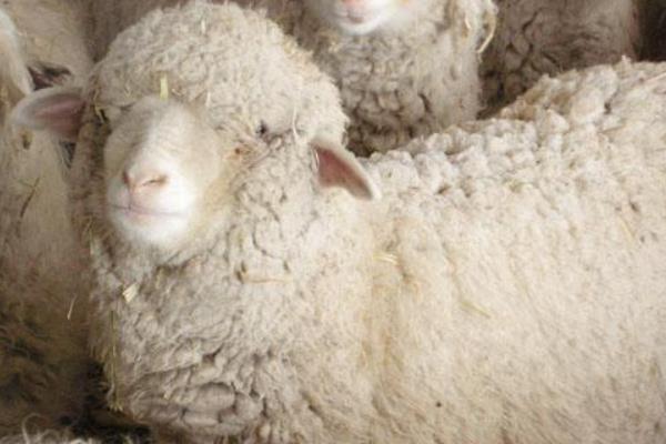 绵羊肉市场价格多少钱一斤 未来绵羊养殖前景