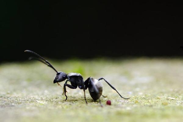 黑蚂蚁的功效与作用及禁忌 黑蚂蚁的药用价值