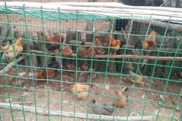 养鸡围栏铁丝网价格多少钱一卷（1.5米*30米） 养鸡围栏铁丝网的种类