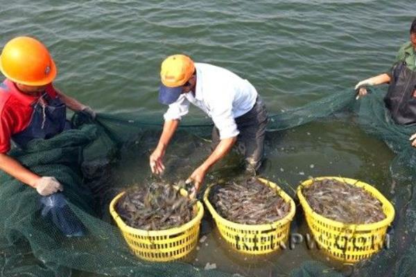 中国对虾市场价格多少钱一斤 中国对虾养殖技术