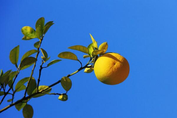 2018种柚子赚钱吗？柚子种植的利润与投资成本及前景预测