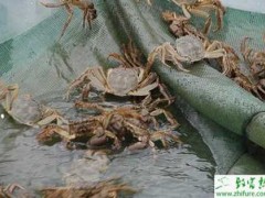 养殖河蟹长毛现象的防治