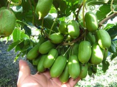 种植软枣猕猴桃要注意的6个事项,早了解能避免后