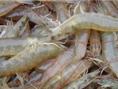 2017年南美白对虾养殖的规划