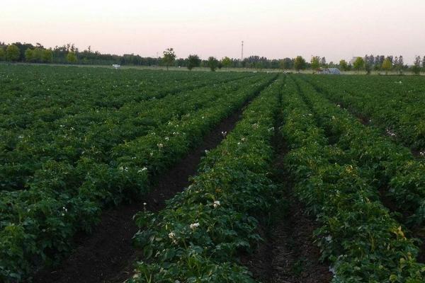 土豆种植技术与管理方法