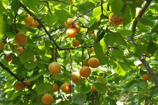 杏树种子怎么种 杏树嫁接时间和方法