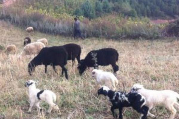 乌骨羊幼仔市场价格多少钱一只 乌骨羊的养殖前景