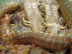 皮皮虾的养殖技术