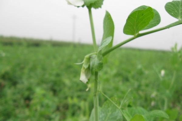 2018种扁豆赚钱吗？扁豆种植的利润与投资成本及前景预测