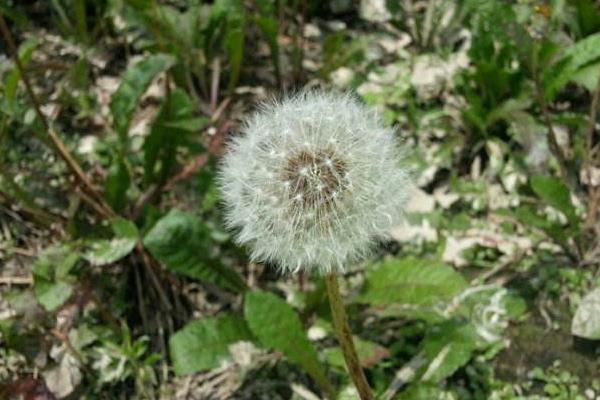 婆婆丁人工种植方法 婆婆丁什么时间种