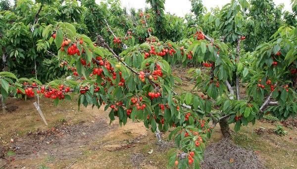 大樱桃树苗市场价格多少钱一棵 大樱桃种植技术