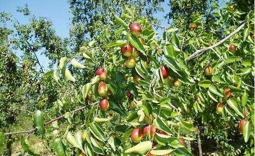 2017枣树种植前景及市场价格分析