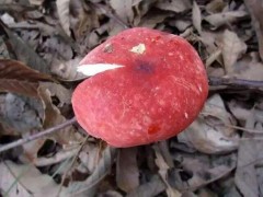 红菇的功效与作用及禁忌,正红菇的营养价值