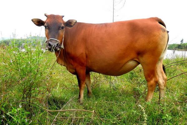 黄牛养殖技术与注意事项 黄牛配种繁殖技术