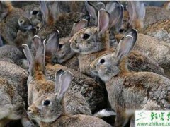 家兔冬季高发疾病及其防治经验