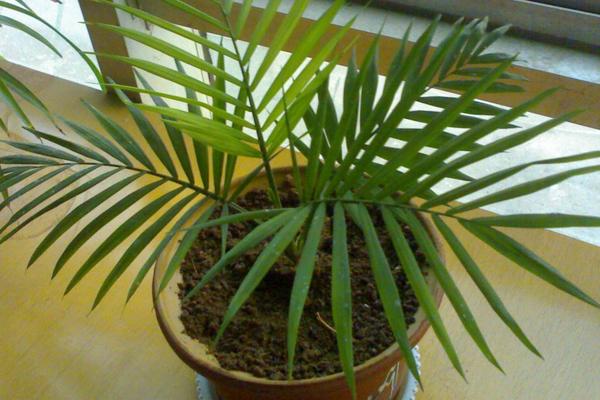 袖珍椰子繁殖方法（播种、分株） 袖珍椰子怎么养