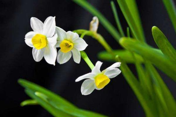 水仙花的种植步骤，5个步骤轻松学会种水仙花