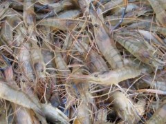 罗氏沼虾市场价格多少钱一斤,罗氏沼虾一般什么