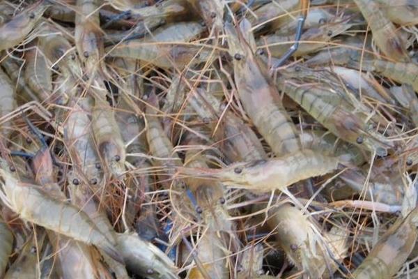 罗氏沼虾市场价格多少钱一斤 罗氏沼虾一般什么时候上市