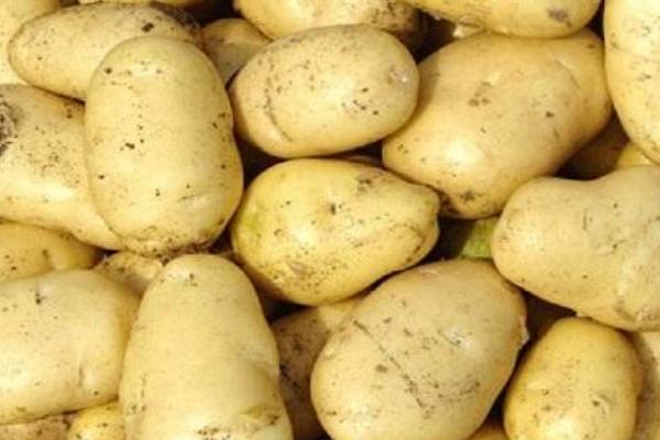 2018种土豆赚钱吗？土豆种植的利润与投资成本及前景预测